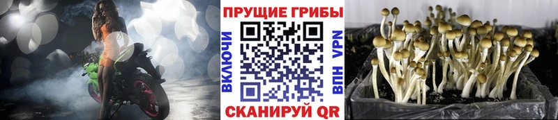 Купить  Кемерово  Галлюциногенные грибы Magic Shrooms 